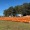 pumpkins in a pumpkin patch