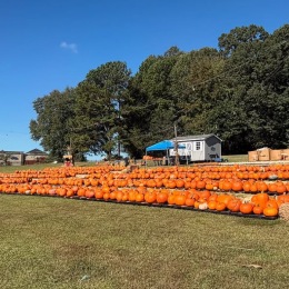 Need pumpkins for this fall? pumpkins in a pumpkin patch