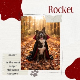 a graphic with a dog